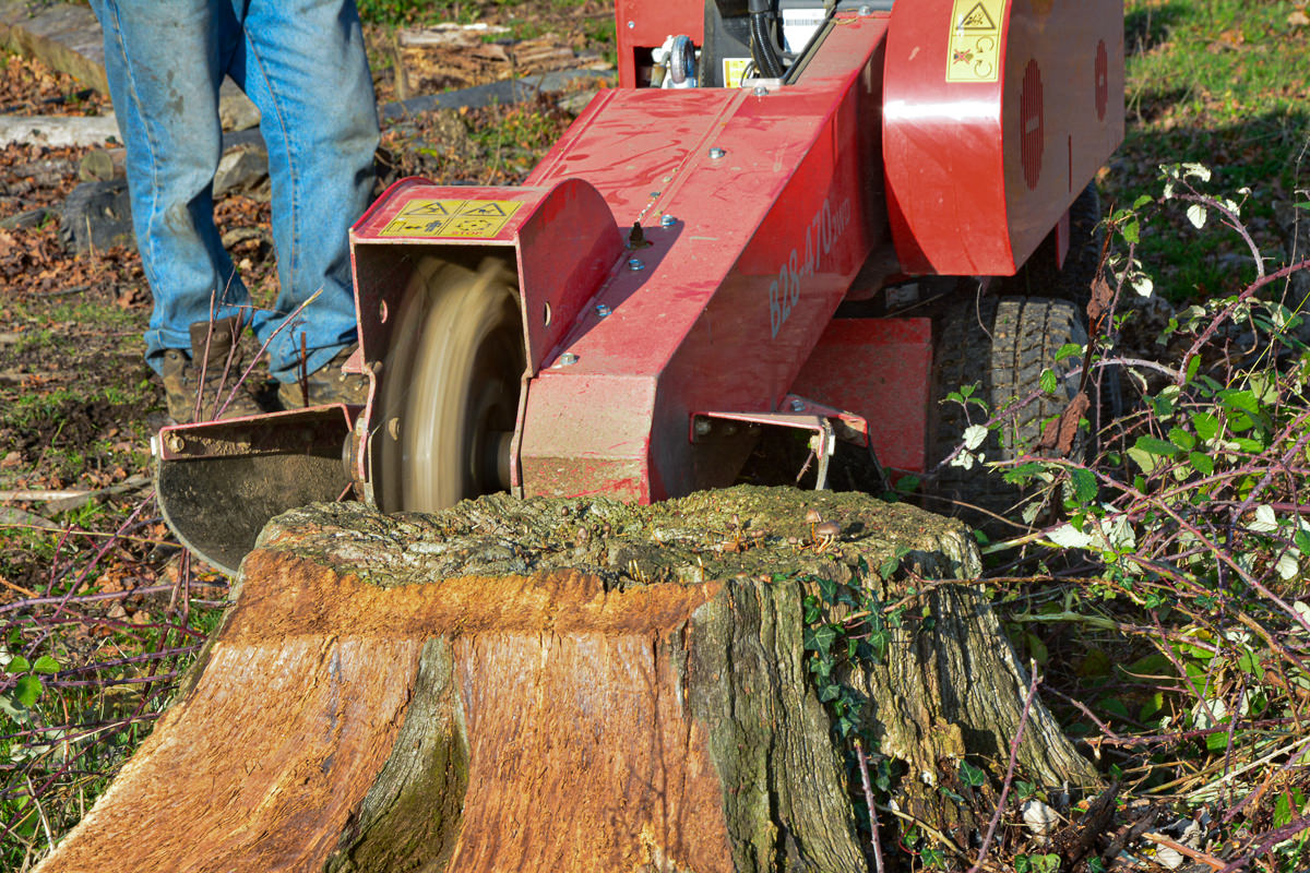 sastilly.fr / Traitement des souches